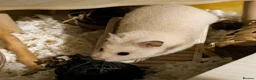 Hamster rodents for sale: Hundred Acre Hamster Rescue  - Advert 3