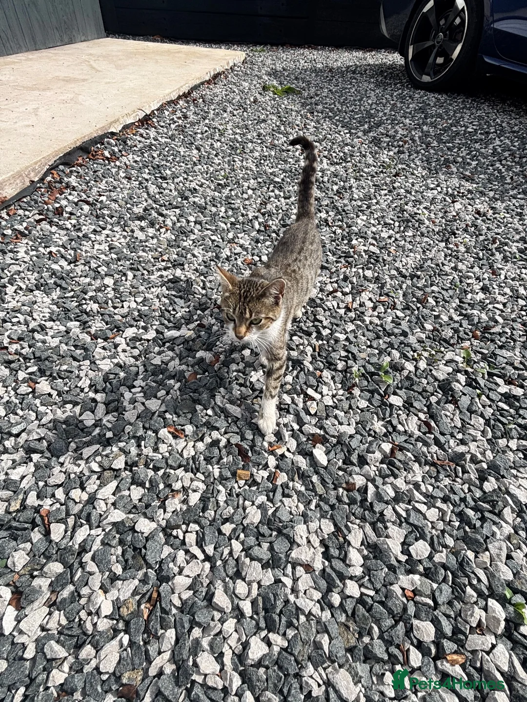 Mixed Breed cats for sale: Kittens for sale  in Telford - Advert 1