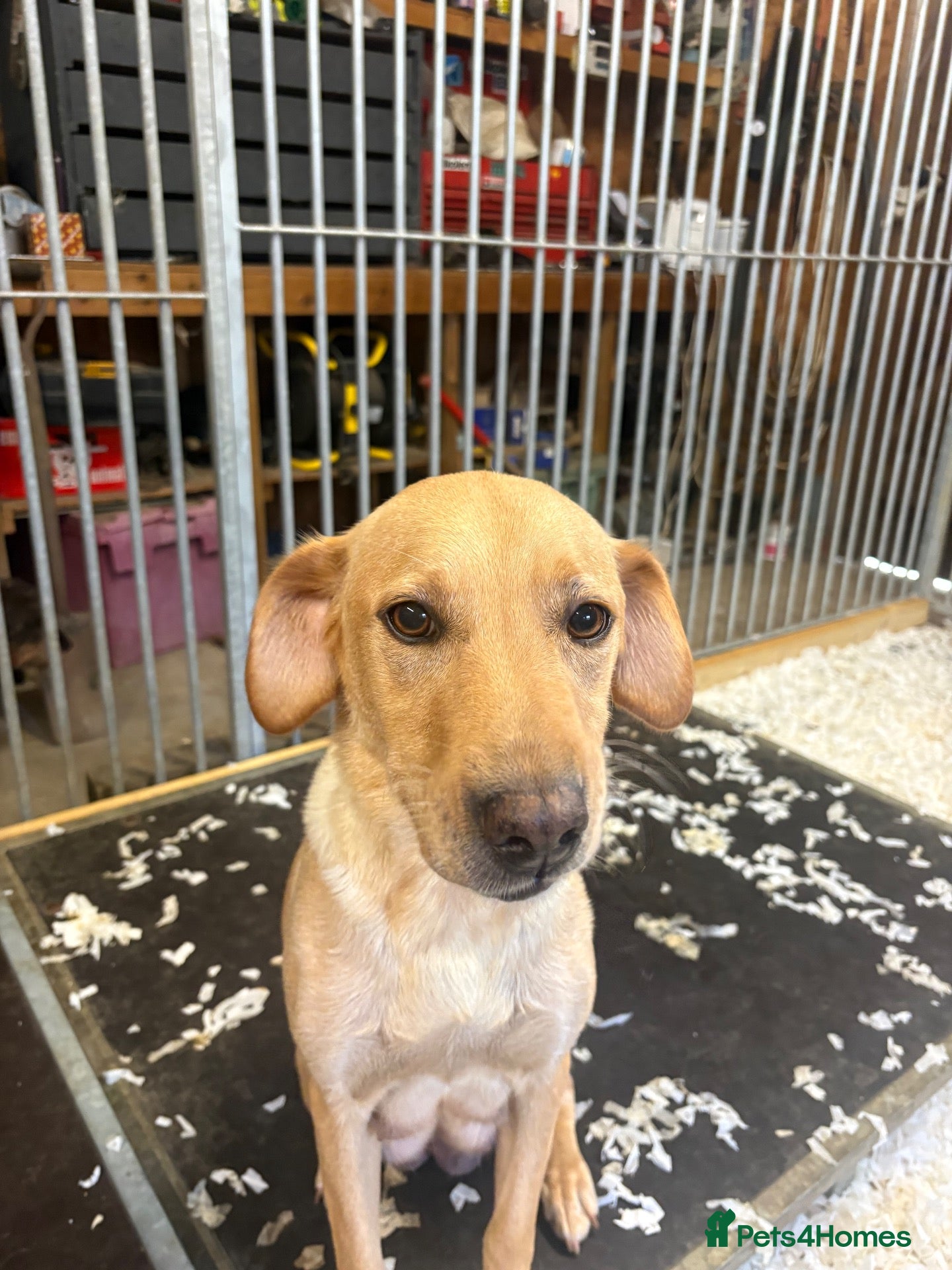 Labrador Retriever dogs Stunning 5 star Health checked parents  - Advert 1
