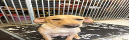 Labrador Retriever dogs for sale: RKC health checked working Labradors  - Advert 1