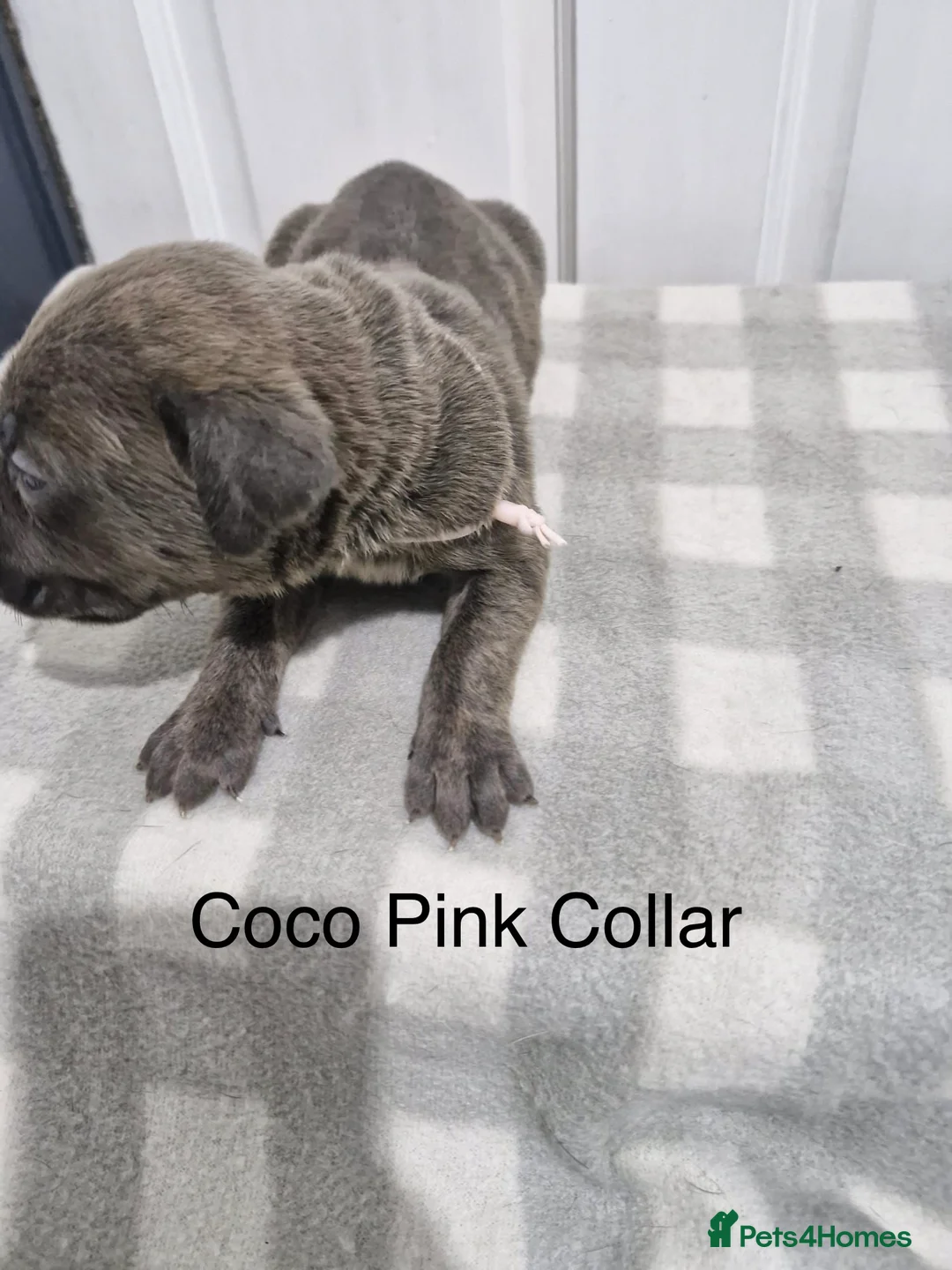 Cane Corso dogs for sale: 10 Adorable Cane Corso Puppies  in Wigan - Advert 5