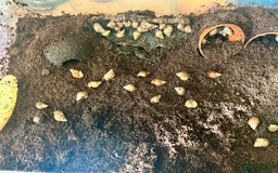 Snails invertebrates for sale: 🐌 Giant African Land Snail Babies 🐌  - Image 9