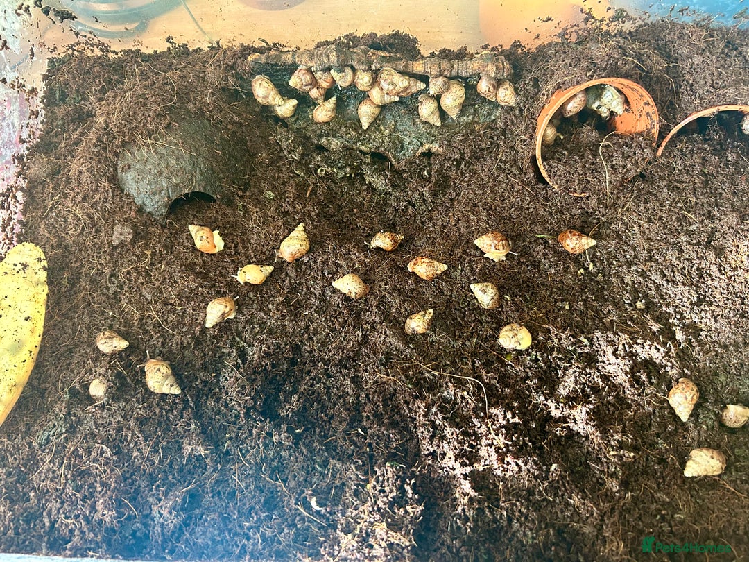 Snails invertebrates for sale: 🐌 Giant African Land Snail Babies 🐌  - Image 9