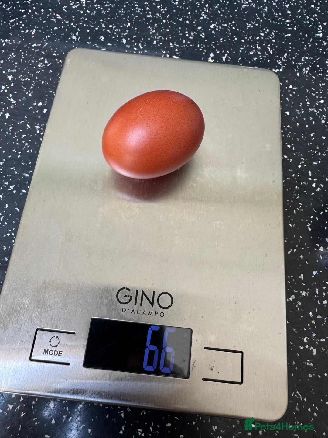 Chickens poultry for sale: Roughly 28 week old silver Maran  - Image 2