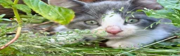 Mixed Breed cats for sale: Gorgeous kittens - Advert 32