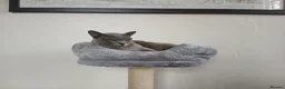 Burmese cats for sale: Blue Burmese Female. GCCF Reg.  - Advert 3