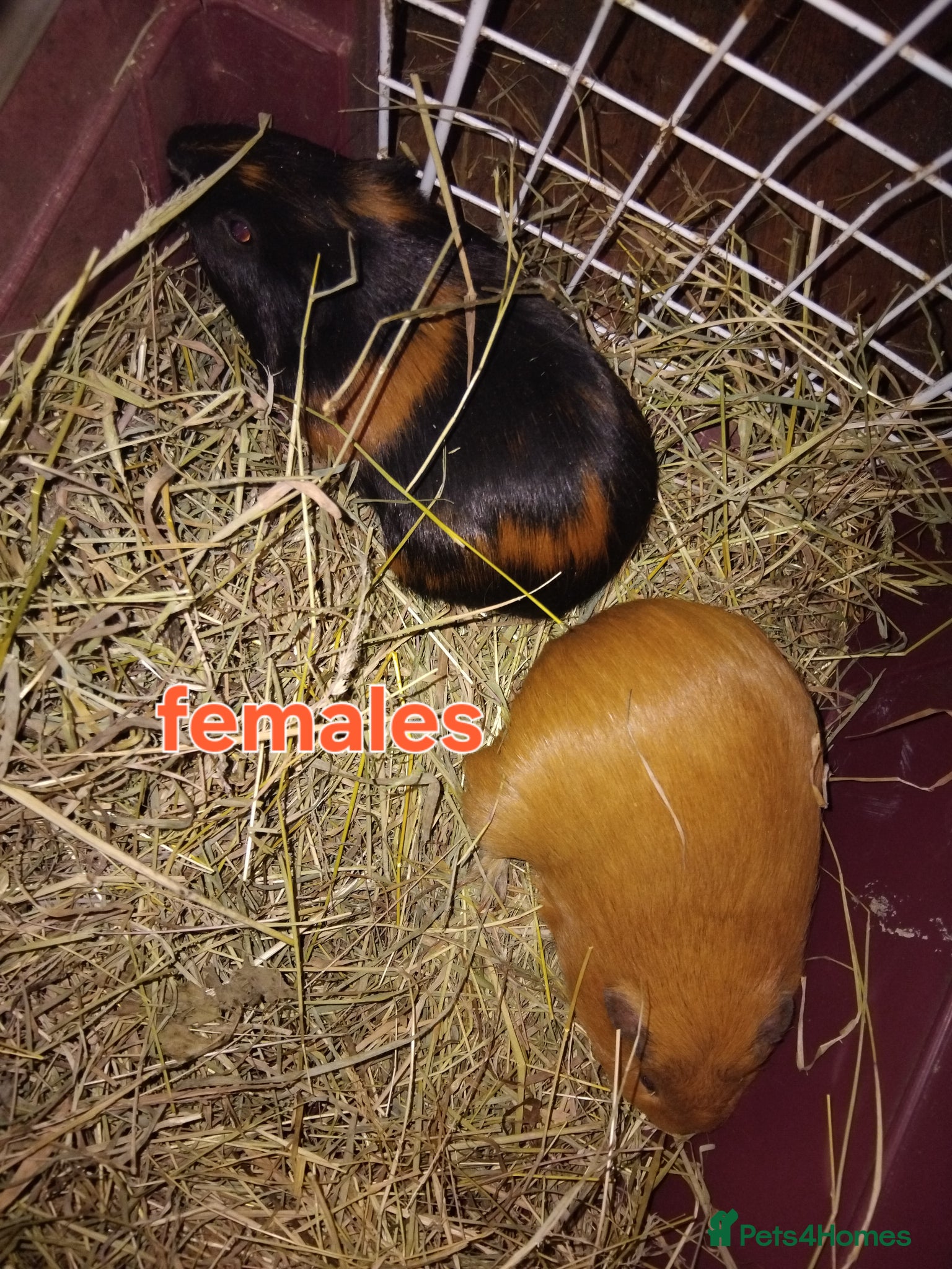 Guinea Pig rodents Guinea Pigs male and female  - Advert 1
