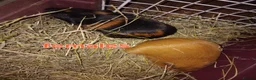 Guinea Pig rodents for sale: Guinea Pigs male and female  - Advert 1