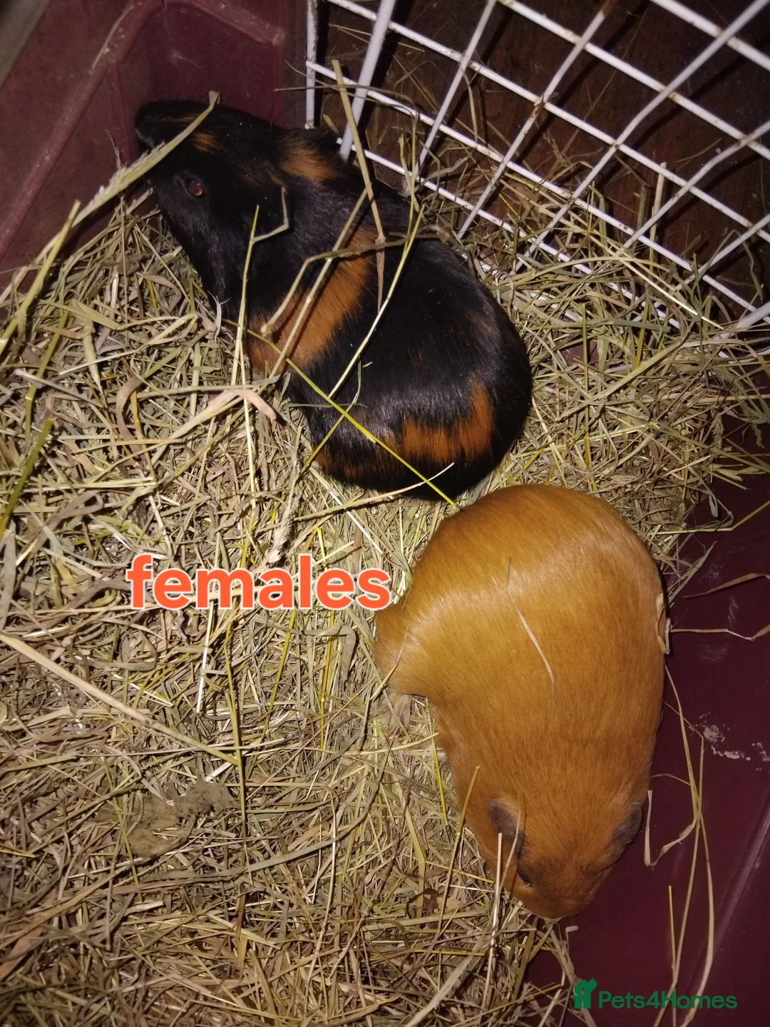 Guinea Pig rodents for sale: Guinea Pigs male and female  - Advert 1