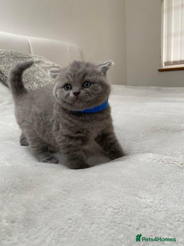British Shorthair cats Beautiful British Shorthair Kittens  - Advert 16