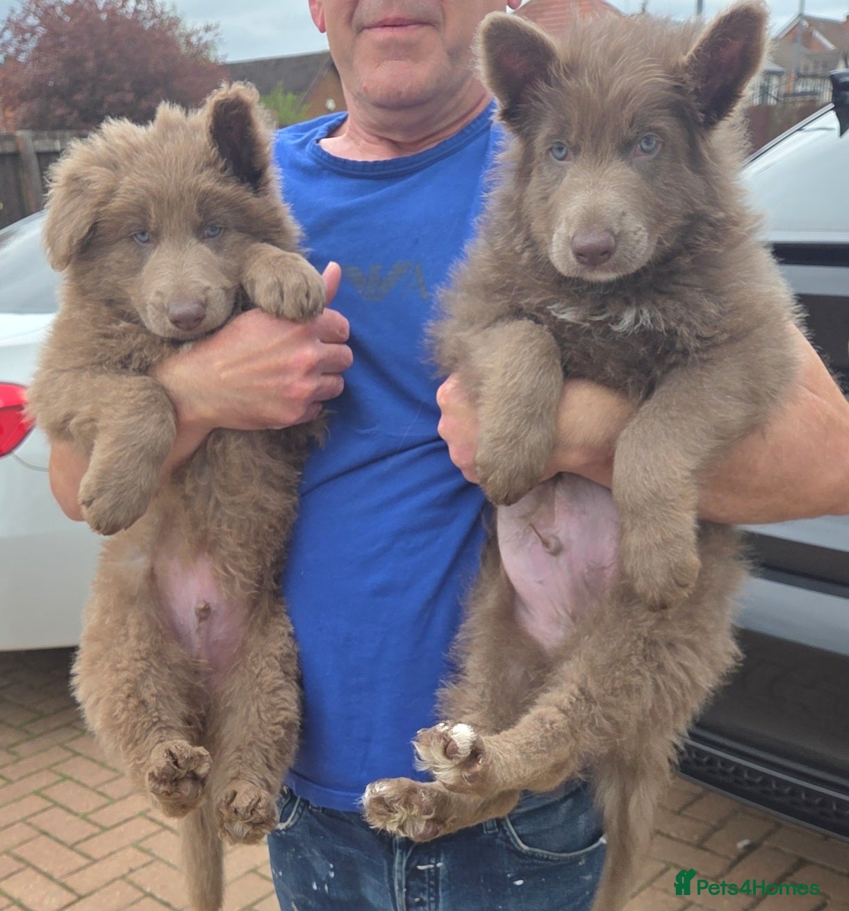 German Shepherd dogs Rare blue german shepherd puppies  - Advert 2