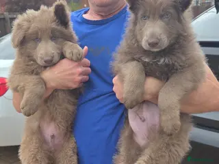 German Shepherd dogs Rare blue german shepherd puppies - Advert 1