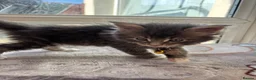 Maine Coon cats for sale: Maine coon kittens - Advert 17