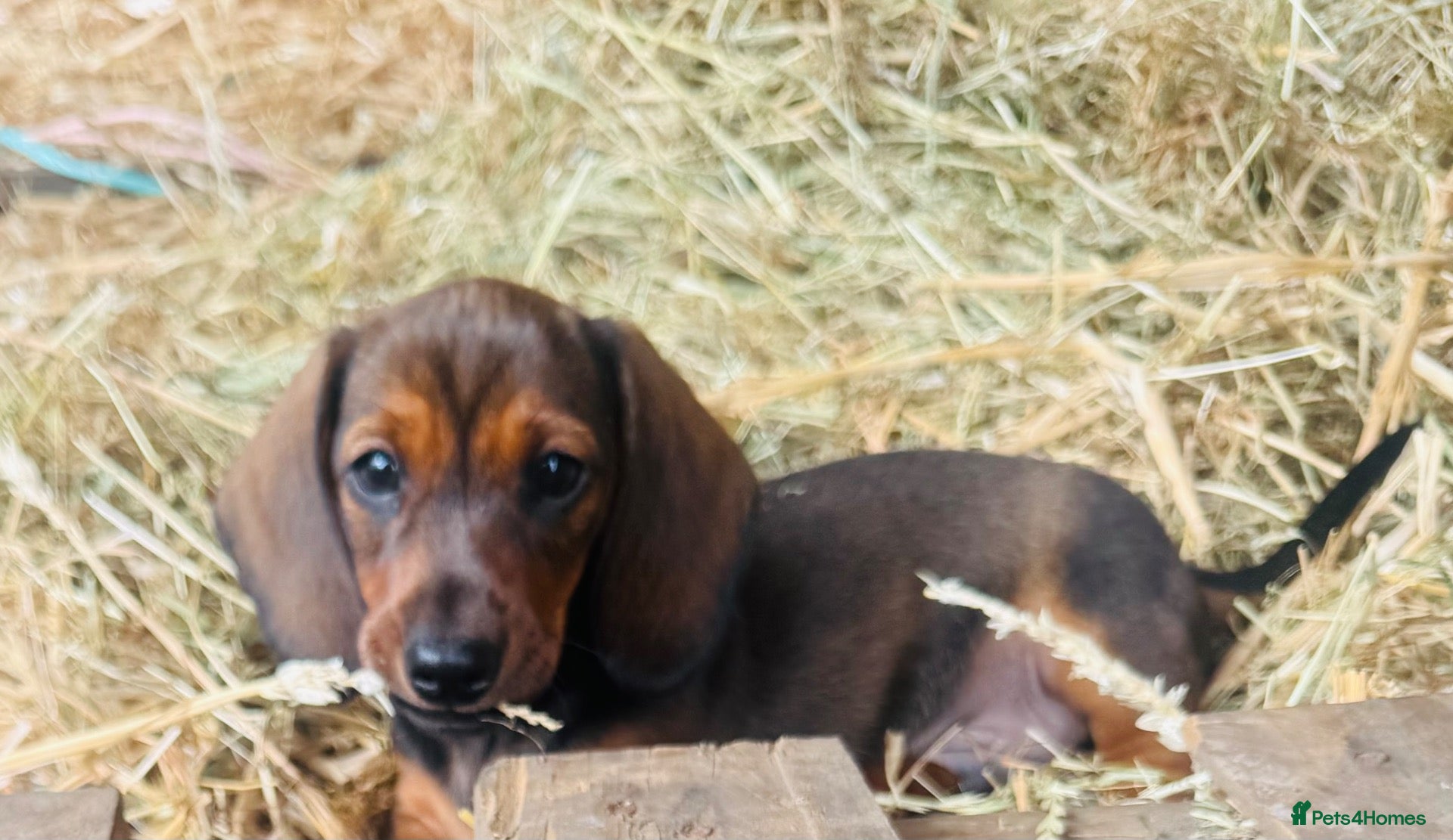 Miniature Dachshund dogs The three triplets 🐶🐶🐶 - Advert 2