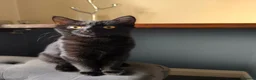 Mixed Breed cats for sale: Kittens  in Blackburn - Advert 6