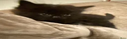 Ragdoll cats for sale: Ready this weekend Ragdoll x British shorthair  - Advert 5