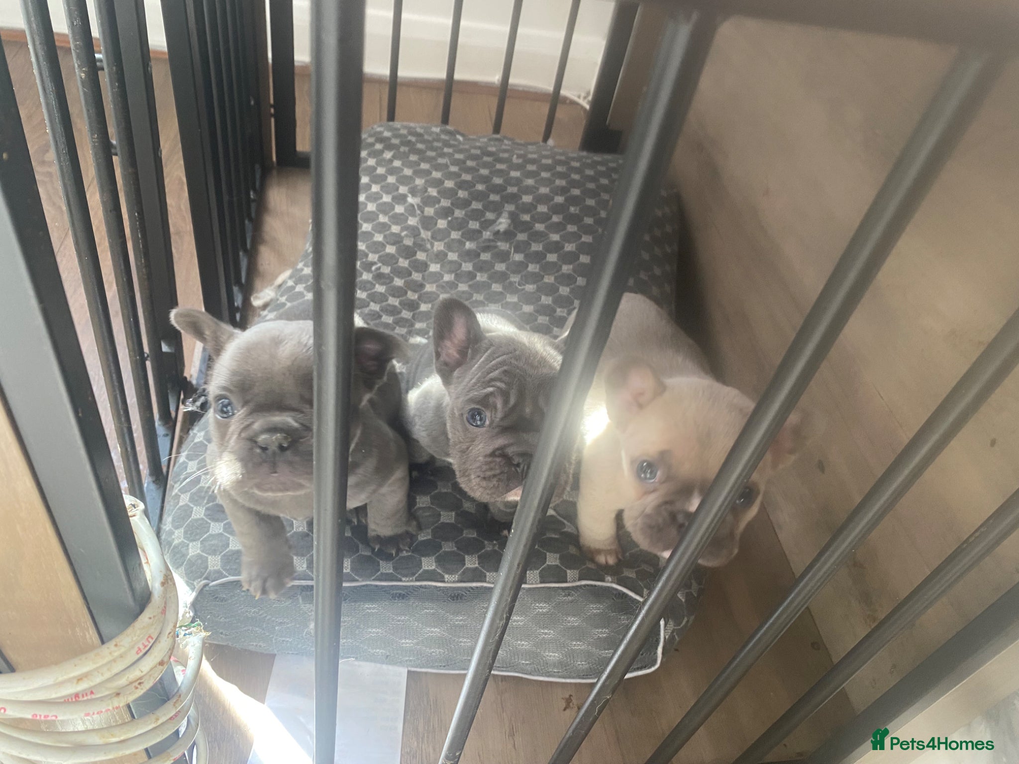 French Bulldog dogs RAREST CHAMPION FRENCHIES.  - Advert 13