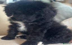 Bernedoodle dogs for sale: F1 STANDARD BERNADOODLE BOY - Image 4
