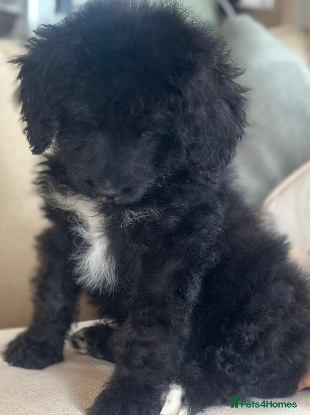 Bernedoodle dogs for sale: F1 STANDARD BERNADOODLE BOY - Image 4