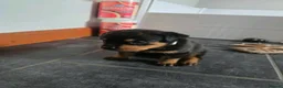 Rottweiler dogs for sale: Beautiful rottweiler puppies in Sheffield - Advert 3
