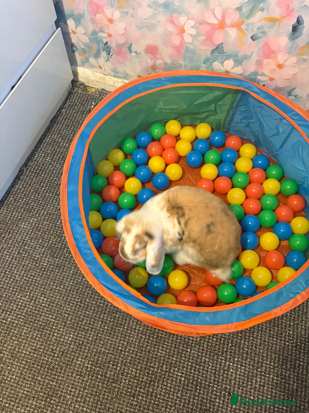 French Lop rabbits for sale: Male French lop  - Advert 1