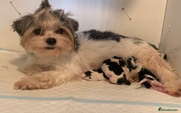 Biewer Terrier dogs for sale: Biewer terrier puppies (white yorkies) - Image 6