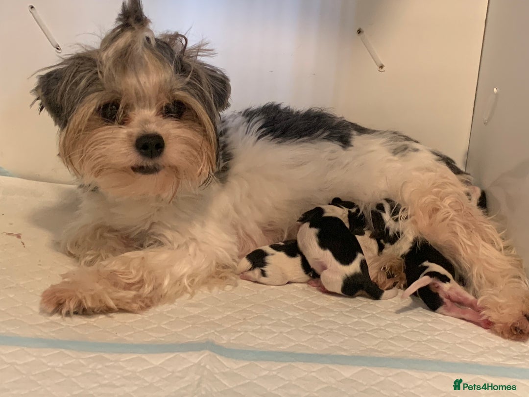 Biewer Terrier dogs for sale: Biewer terrier puppies (white yorkies) - Image 6
