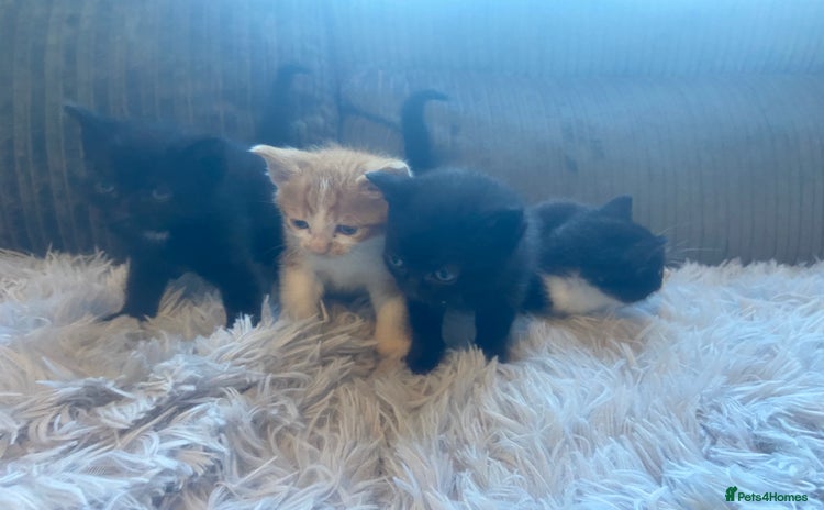 Mixed Breed cats - Advert 2