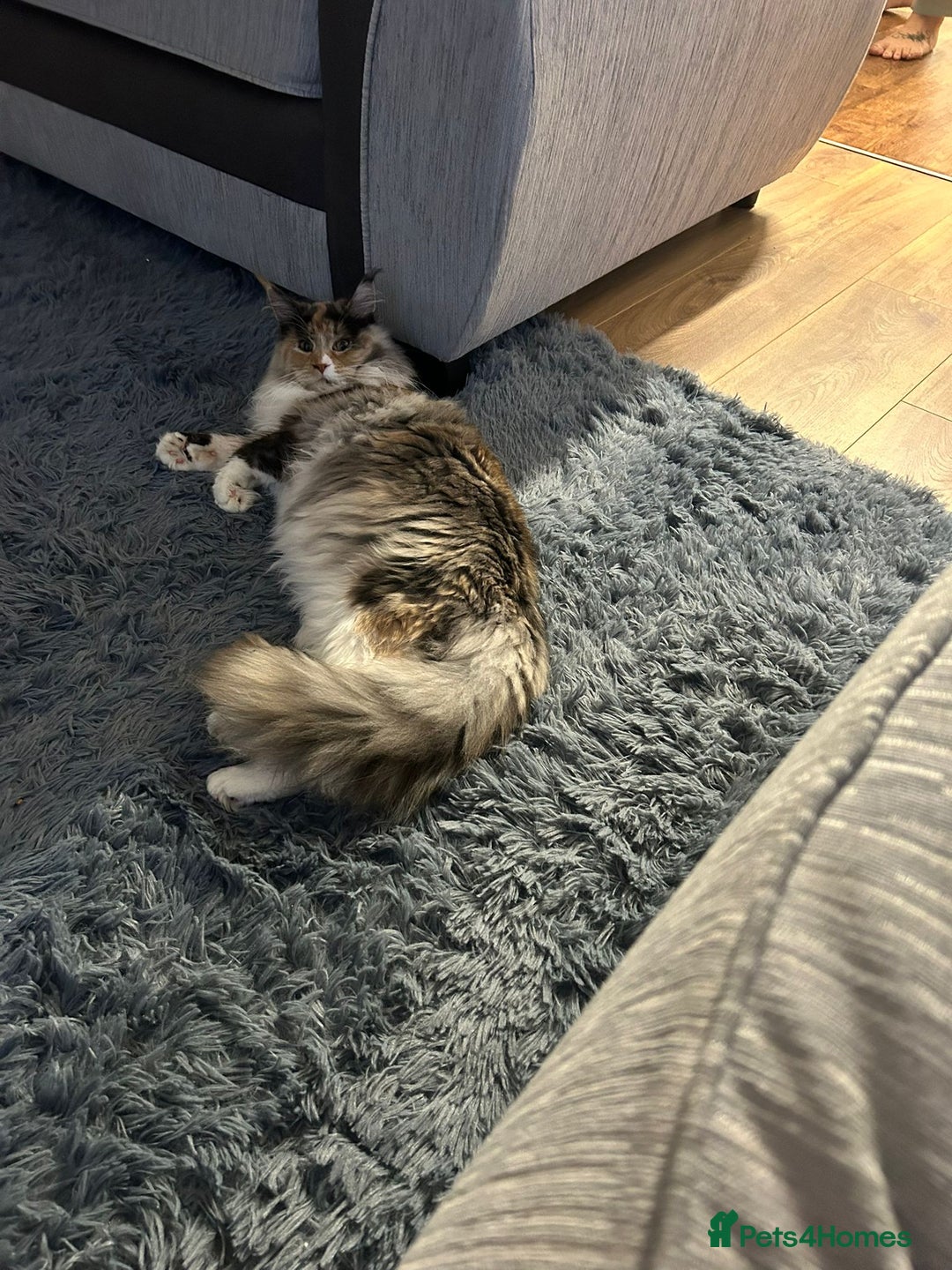 Maine Coon cats for sale: Mainecoon female - Advert 7