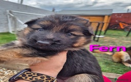 German Shepherd dogs for sale: Last German Shepherd girl remaining  - Image 22