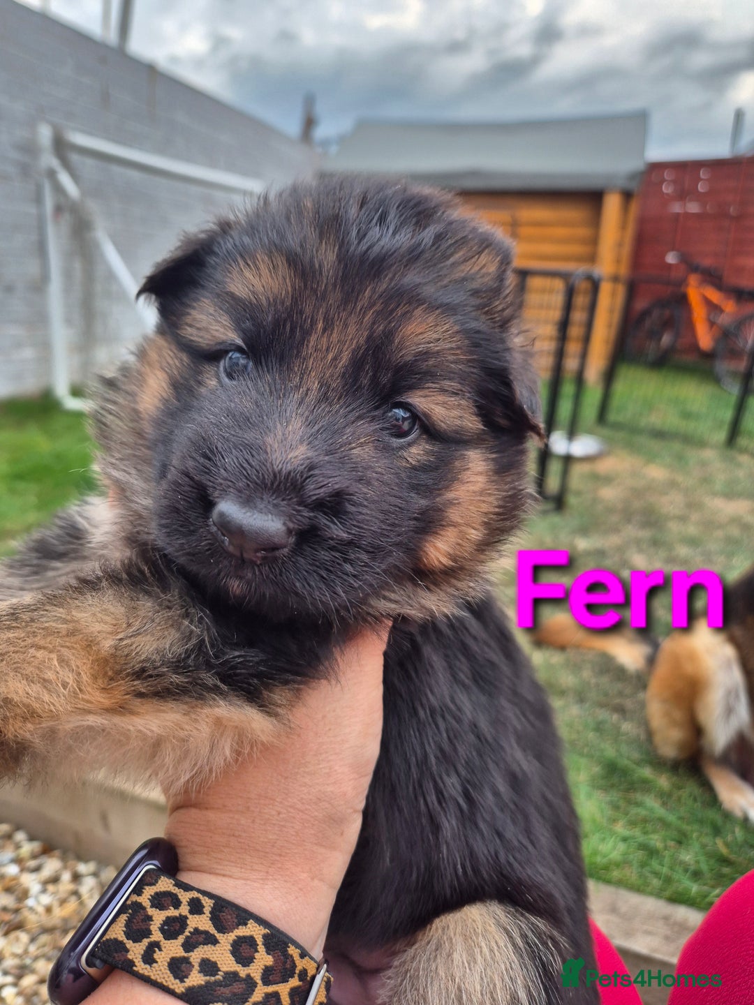 German Shepherd dogs for sale: Last German Shepherd girl remaining  - Image 22
