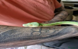 Python Snake reptiles for sale: Green tree python type Manokwari Jayapura - Image 8