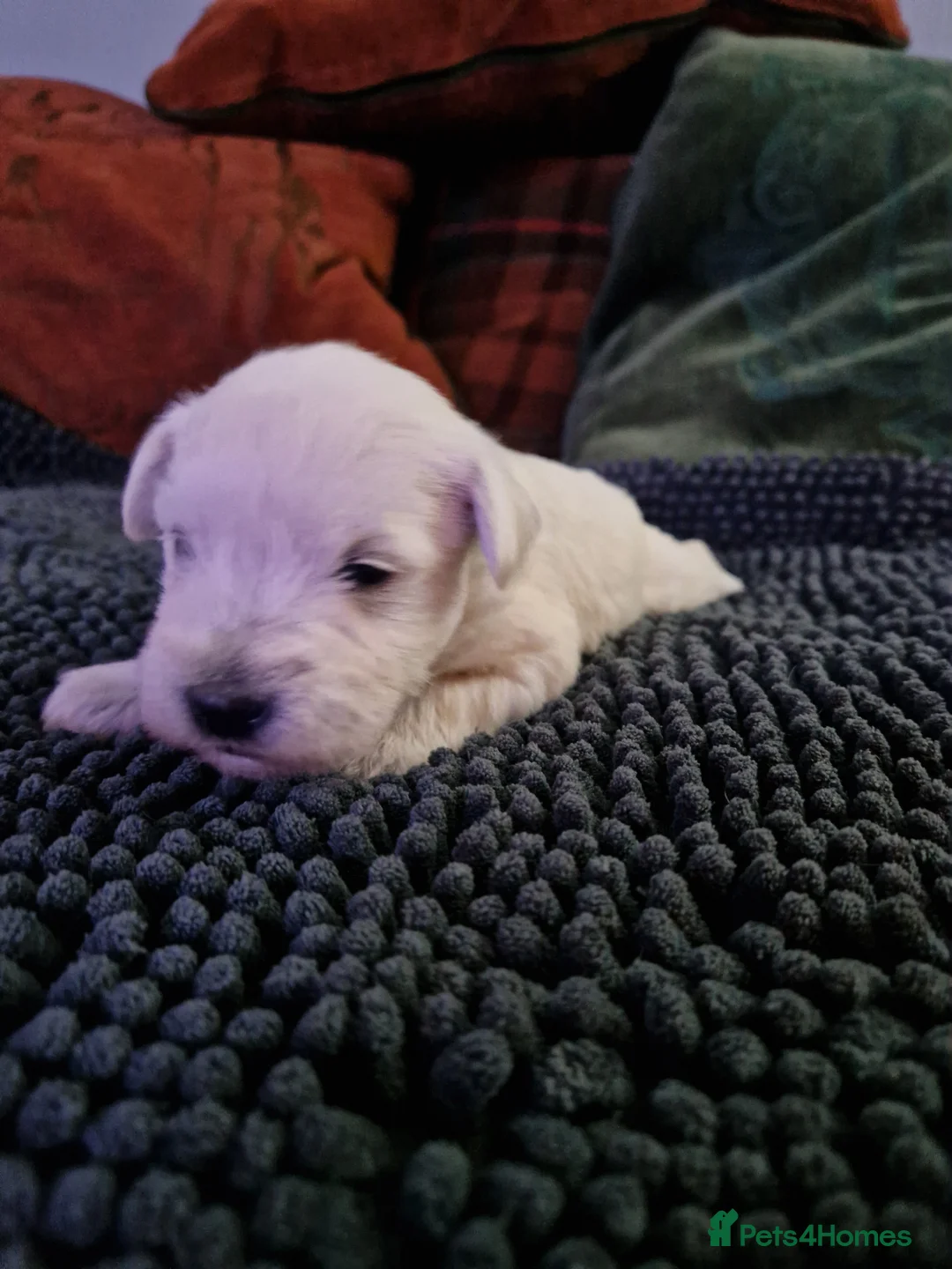 Miniature Schnauzer dogs for sale: Superb KC white minature schnauzer puppies  - Advert 19