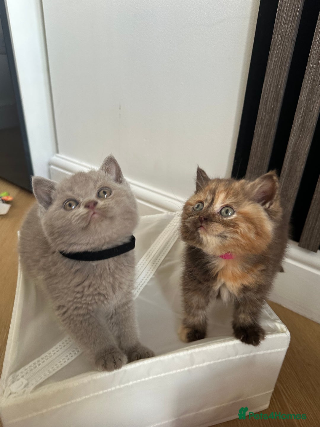 British Shorthair cats for sale: 🌈🌈😍😍Stunning Pure Pedigree Litter BSH ❤️❤️🌈🌈 - Advert 15