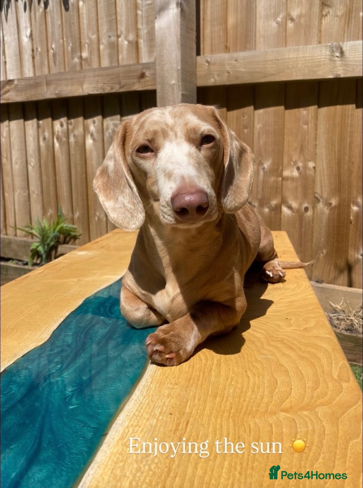 Miniature Dachshund dogs Miniature Dachshund Looking for Forever Home 🐾 - Advert 6