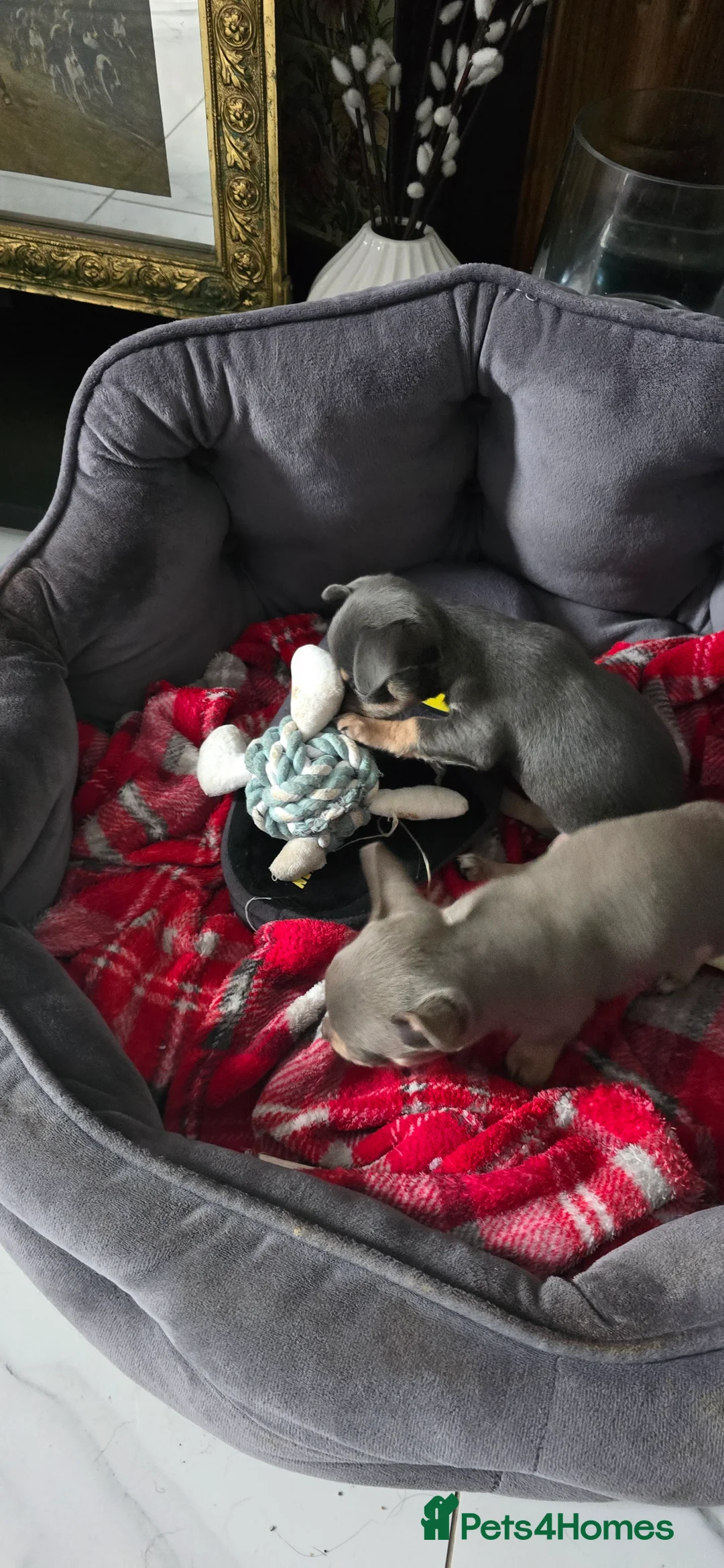 Chihuahua dogs for sale: Beautiful Chihuahua puppies  in Blackwood - Advert 28