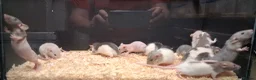 Rat rodents for sale: Baby Dumbo Rats - Advert 10