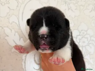 Akita dogs AKITA PUPS! PARENTS KC REGISTERED - Advert 1