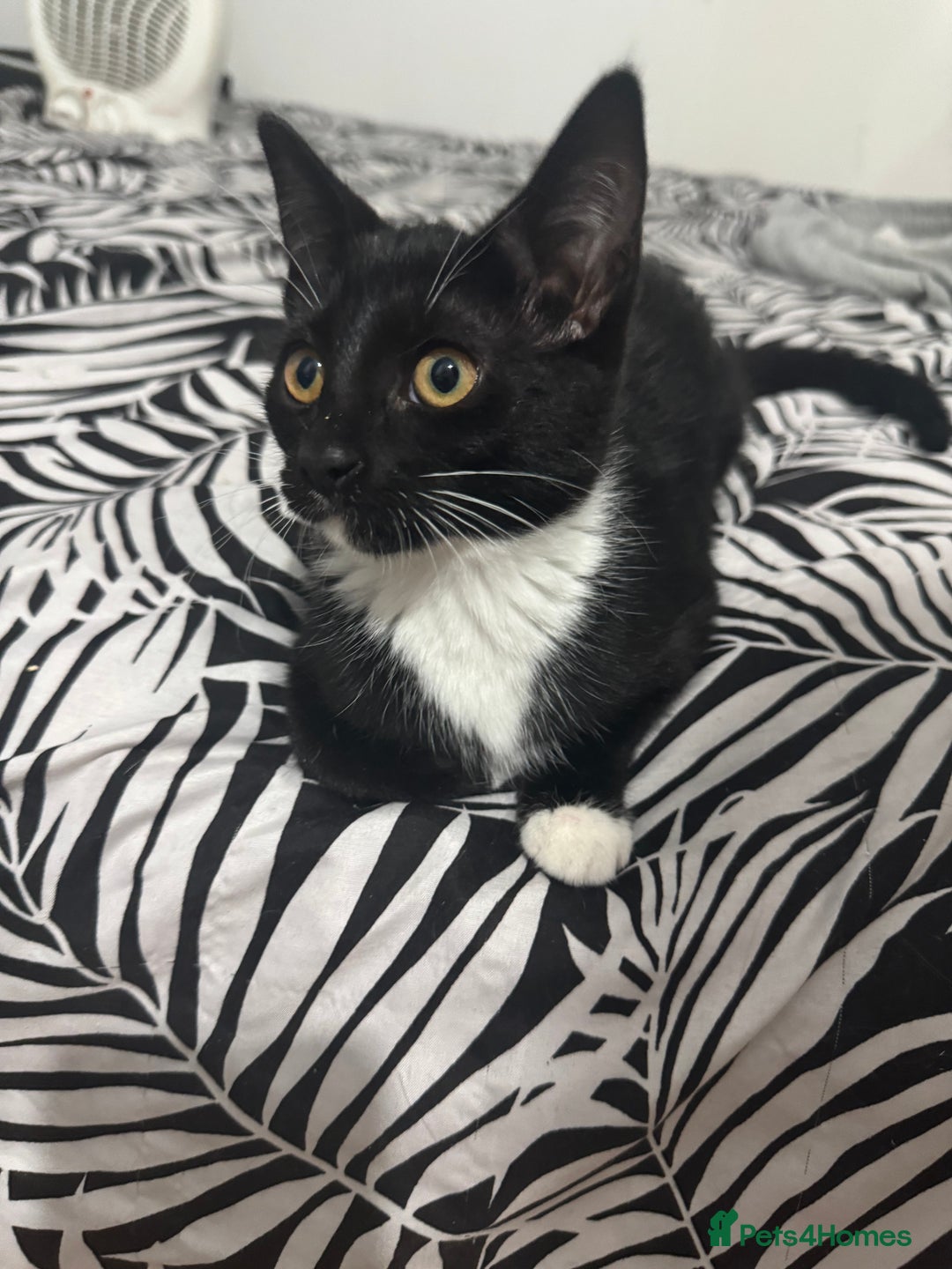 Domestic Shorthair cats for sale: female kittens for sale 2 LEFT |READY TO LEAVE! 🐾 - Image 6