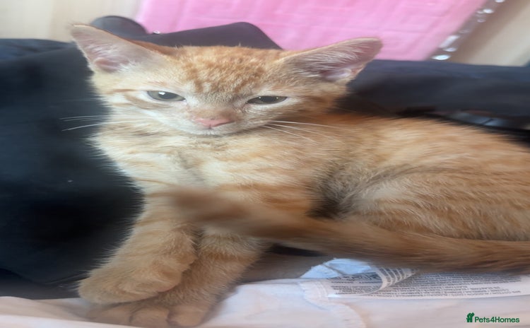 American Shorthair cats - Advert 1