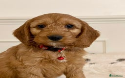Cockapoo dogs for sale: Adorable F1 Cockapoo Puppies  - Image 5
