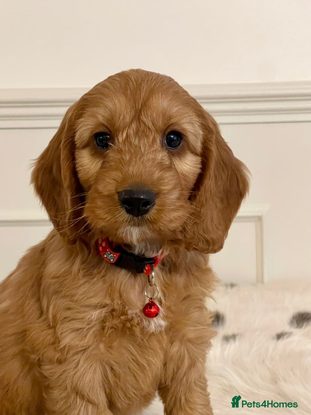 Cockapoo dogs for sale: Adorable F1 Cockapoo Puppies  - Image 5