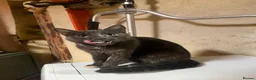 Mixed Breed cats for sale: Beautiful grey cat  - Advert 2
