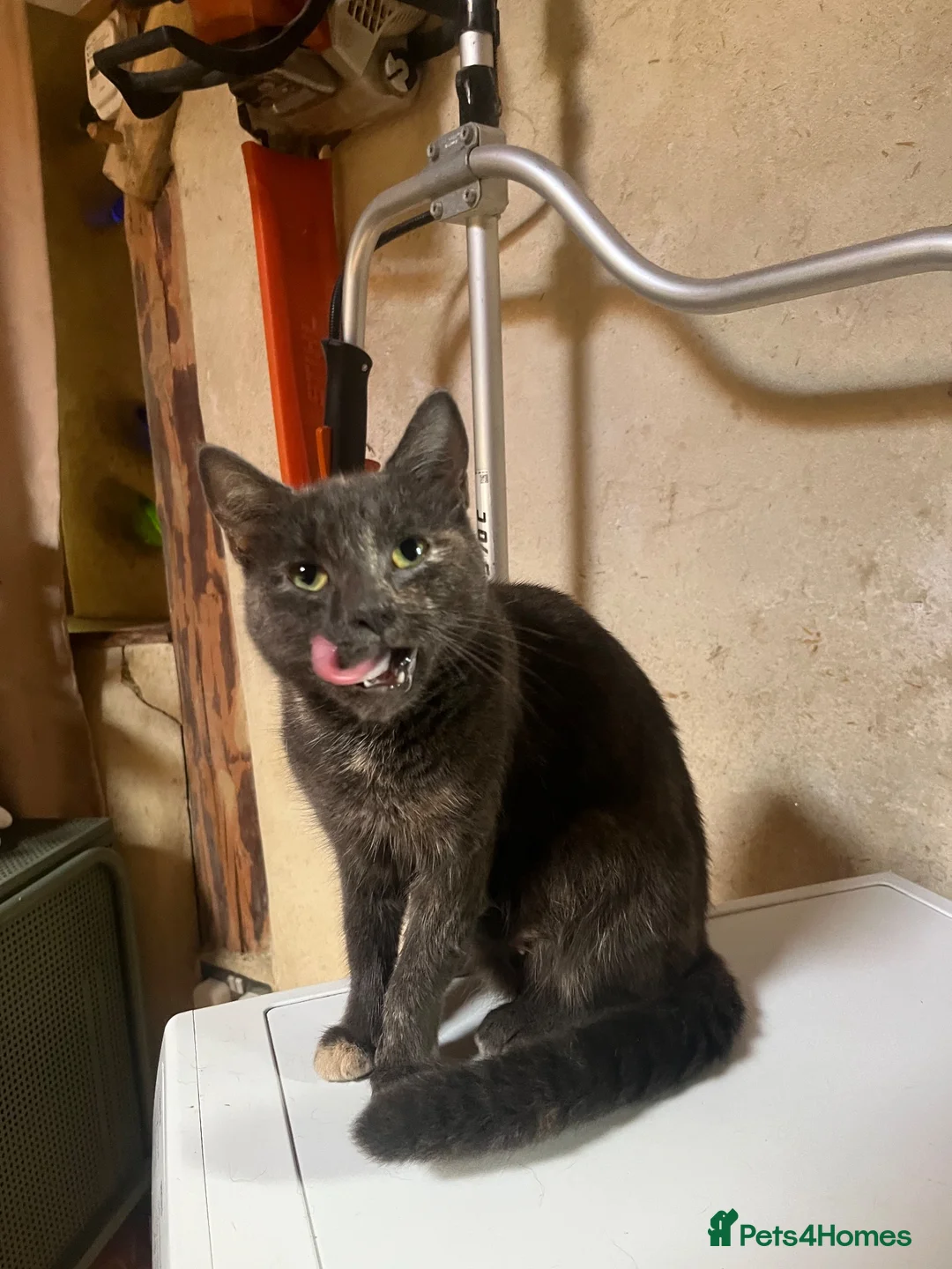 Mixed Breed cats for sale: Beautiful grey cat  - Advert 2