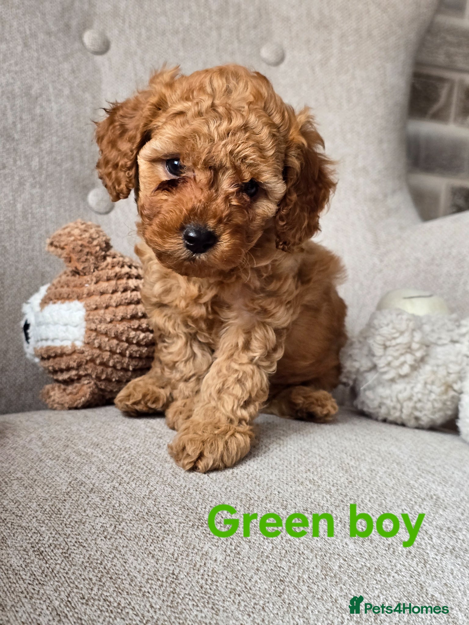 Cavapoo dogs 💥Cavapoo F1b💥 DNA tested  - Advert 1