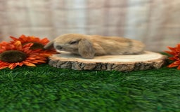 Mini Lop rabbits for sale: Gorgeous mini lops - orange litter - Image 7