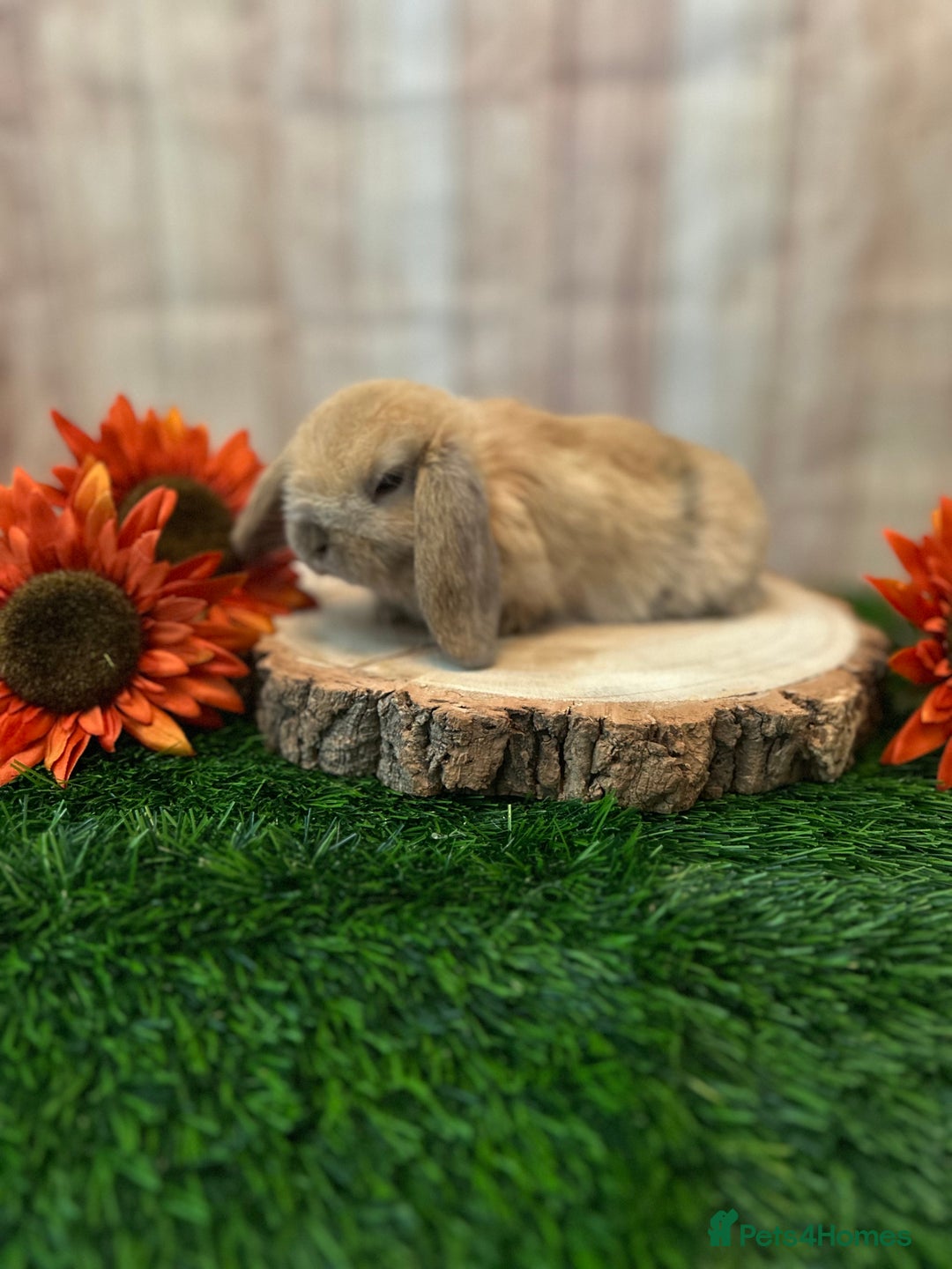 Mini Lop rabbits for sale: Gorgeous mini lops - orange litter - Image 7