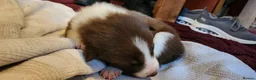 Border Collie dogs for sale: Beautiful Border Collie Puppies - Advert 33