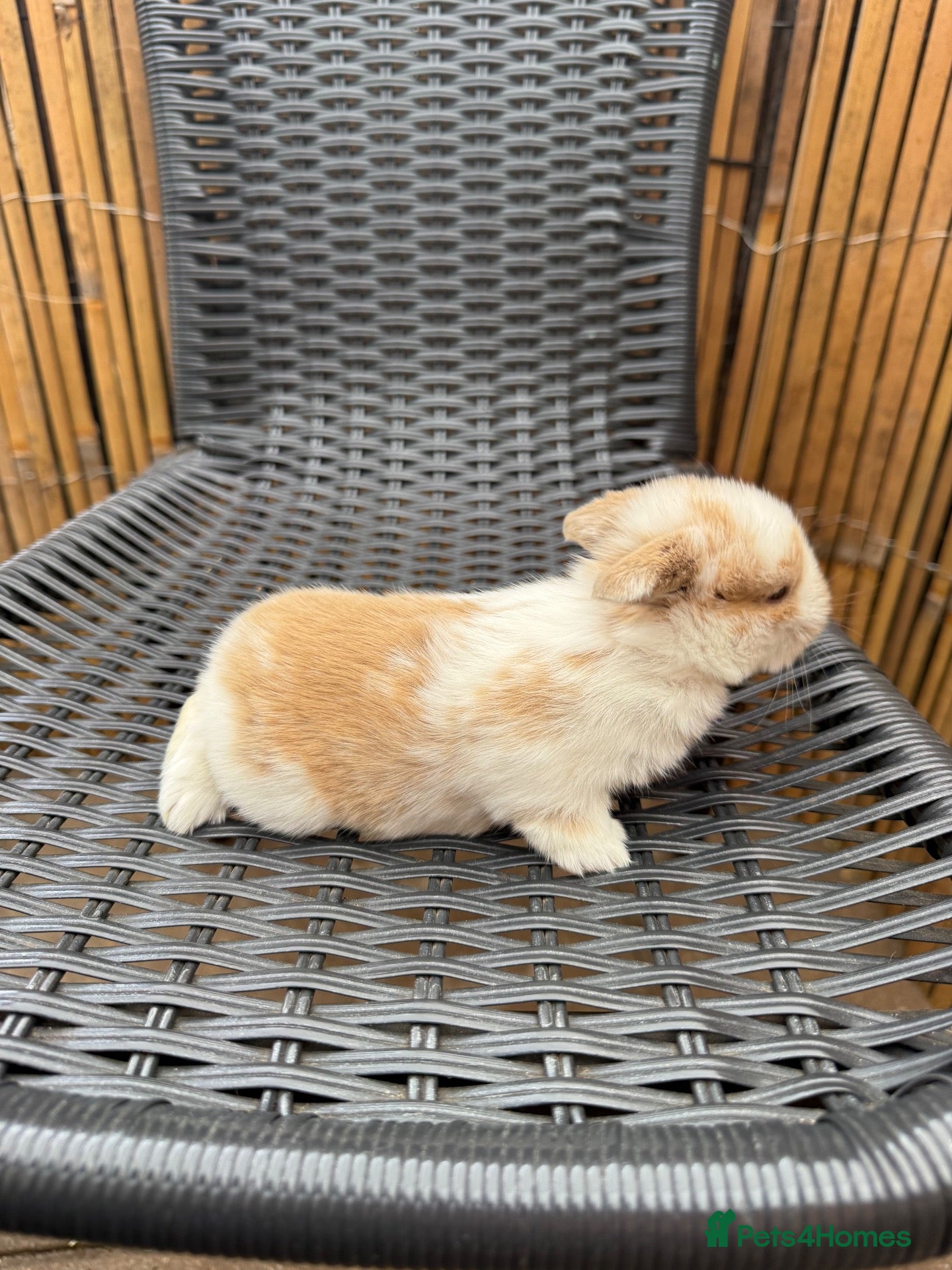 Mini Lop rabbits 8 Mini Lops - Waiting list open - Advert 1