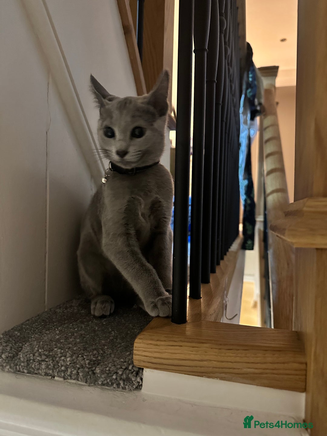 Russian Blue cats for sale: Pure Russian Blue Kitten - Advert 2
